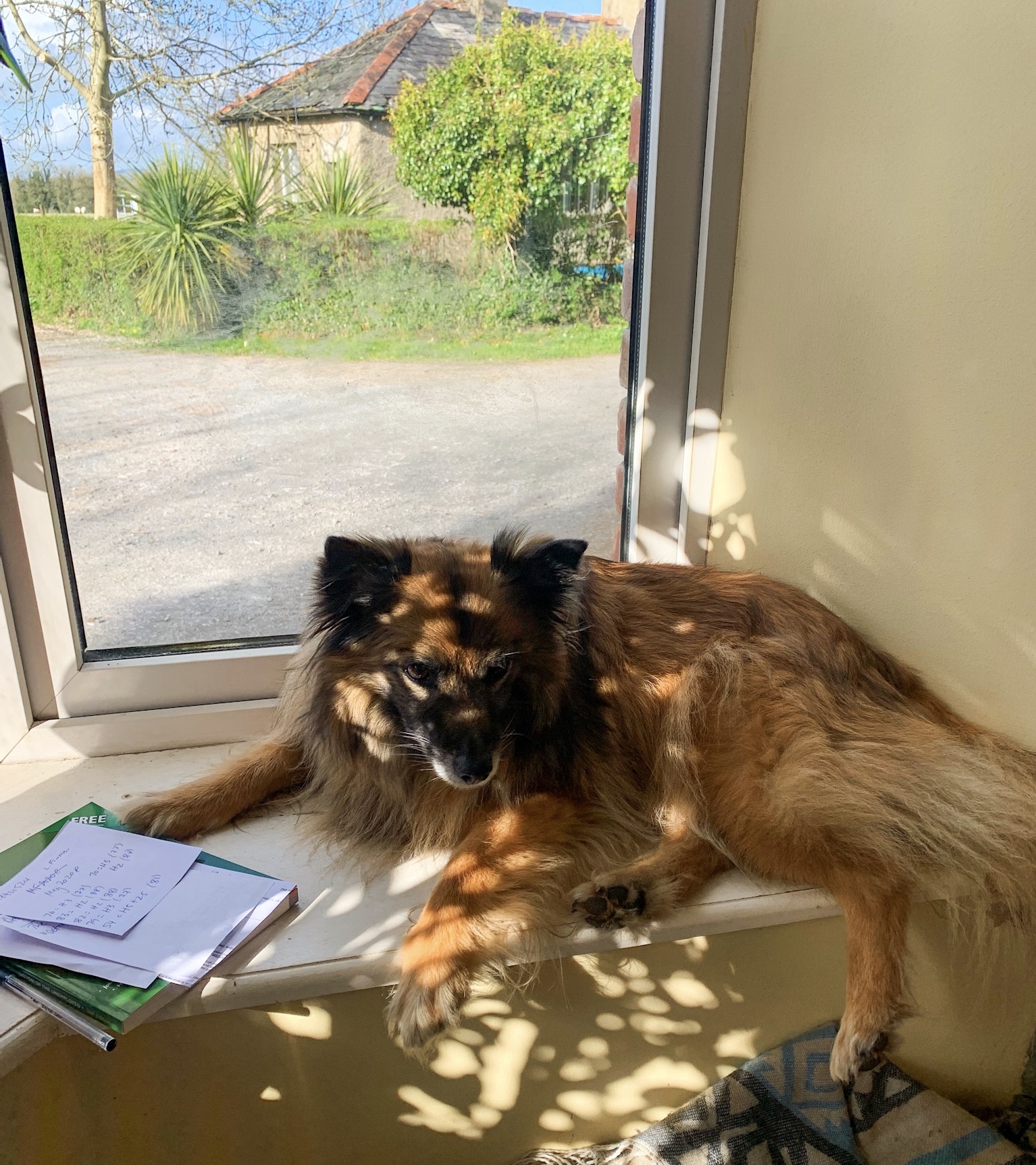 Dog Friendly Ireland Day
