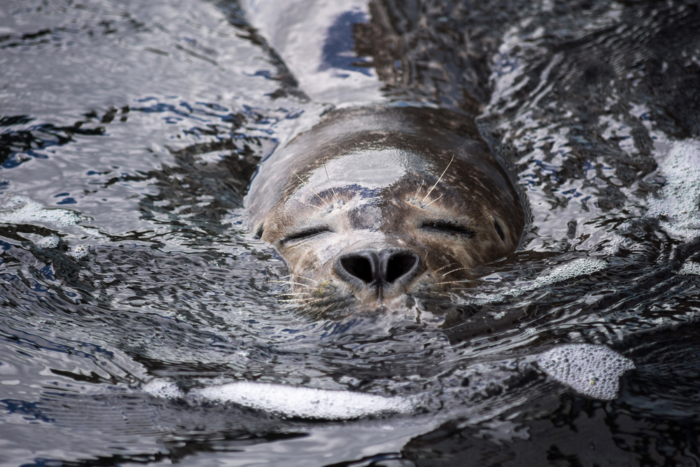 brittany outdorr adventures seals swimming