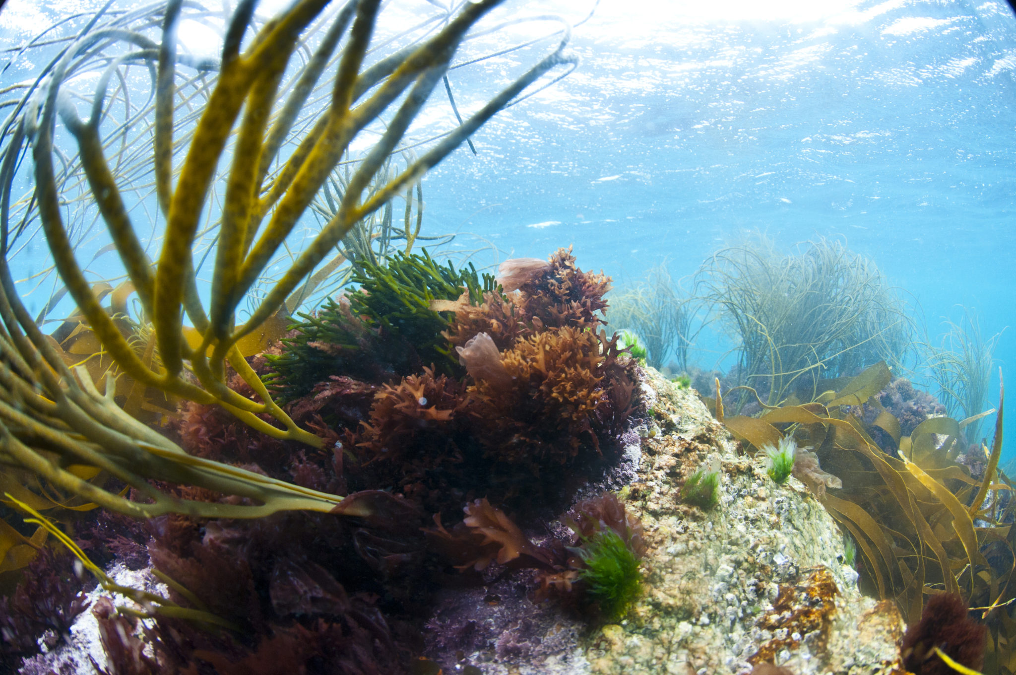The exceptional nutritive qualities of seaweed have inspired young Breton talented chefs. Photo credit: crtb-Nicolas Job