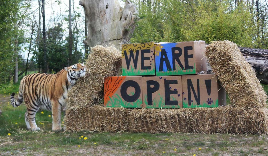 A tiger standing beside a wooden sign that reads "we are open!" with bales of hay on either side