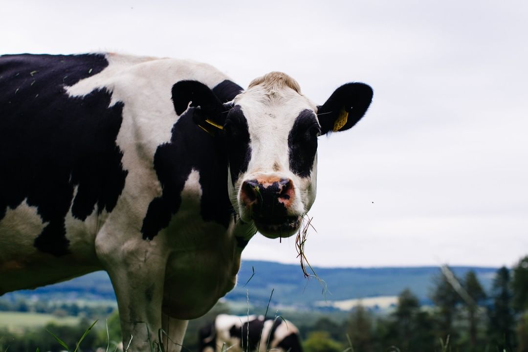 diary cow grass field